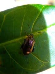 Psylliodes brettinghami