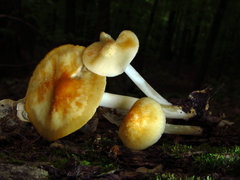 Marasmius strictipes