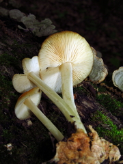Marasmius strictipes