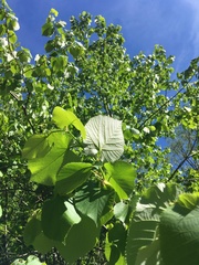 Tilia americana heterophylla