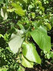Tilia americana heterophylla