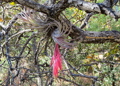 Tillandsia erubescens