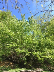 Tilia americana heterophylla