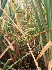 Cyperus eragrostis