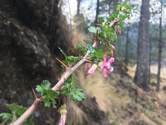 Ribes microphyllum