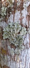 Fungi