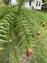 Cunninghamia