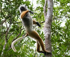 Propithecus diadema