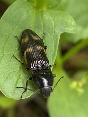 Selatosomus suckleyi
