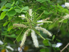 Mimosa caesalpiniifolia