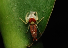 Ceriomura