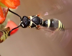 Stenodynerus ochrogonius