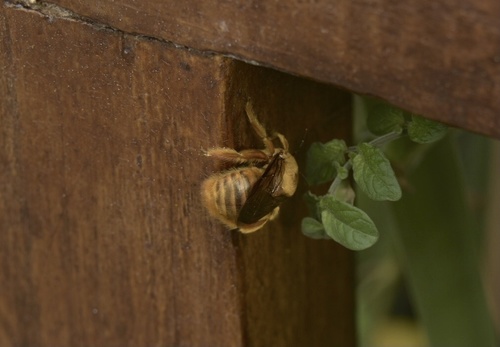 photo of (Neoxylocopa)