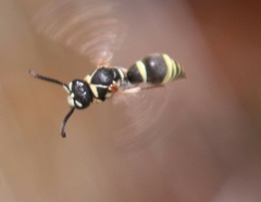 Stenodynerus ochrogonius