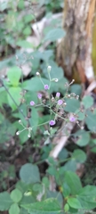 Cyanthillium cinereum