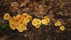Gymnopus earleae