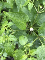 Capsicum annuum glabriusculum