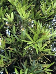 Podocarpus polystachyus