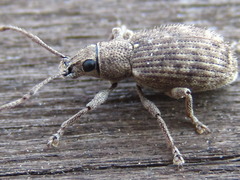 Nothomyllocerus illitus