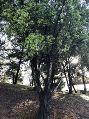 Podocarpus polystachyus