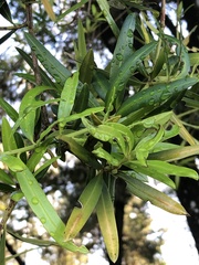 Podocarpus polystachyus