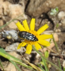 Acmaeodera ornatoides