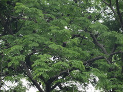 Enterolobium cyclocarpum