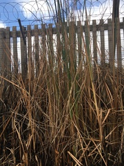 Typha capensis
