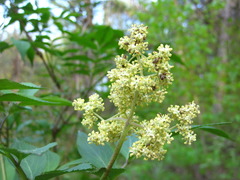 Sambucus williamsii