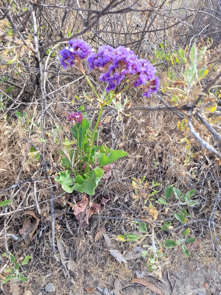Perez's sea lavender from San Diego County, USCA, US on May 01, 2021