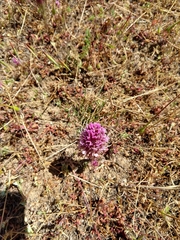 Castilleja exserta