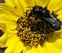 Cephalosmia