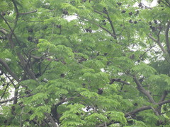 Enterolobium cyclocarpum