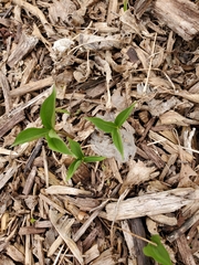 Trillium grandiflorum