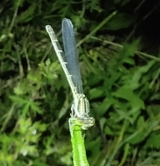 Paracercion calamorum