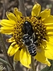 Cephalosmia