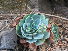 Echeveria secunda