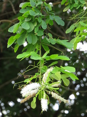 Mimosa caesalpiniifolia