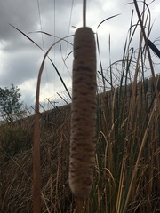 Typha capensis