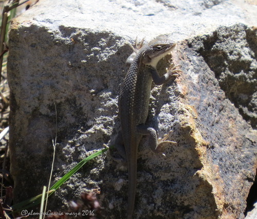 Brown’s Bunchgrass Lizard