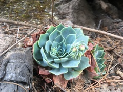 Echeveria secunda