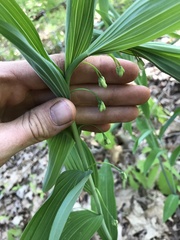 Polygonatum biflorum biflorum