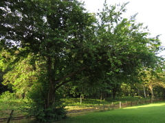 Mimosa caesalpiniifolia