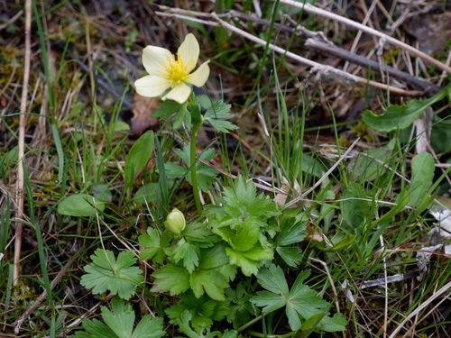 Image of Trollius laxus by (c) Bonnie Semmling, some rights reserved (CC BY)