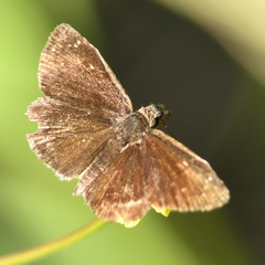 Nisoniades haywardi