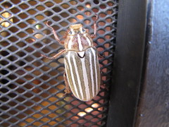 Polyphylla decemlineata