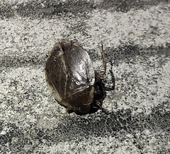 Diplonychus rusticus