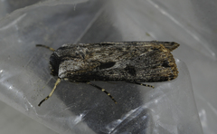 Agrotis malefida