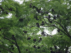 Enterolobium cyclocarpum