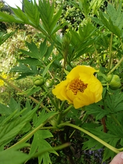 Paeonia ludlowii